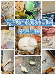 -Zoolung Zoolung动物主题公园(海信广场店)