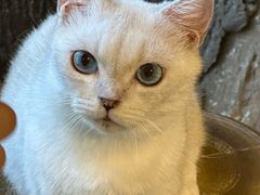 -猫猫幼稚园·撸猫·桌游·电玩