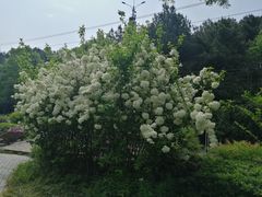 -铁山坪森林公园