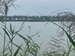 -野鸭湖国家湿地公园