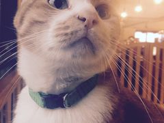 -猫咖时代(中山亭店)