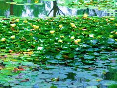 -池杉湖湿地公园