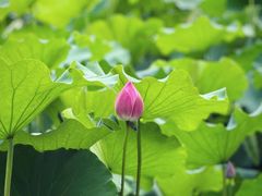 -莲池书院博物馆