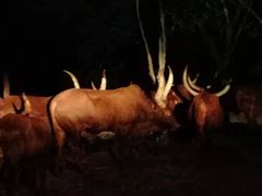 -清迈夜间动物园