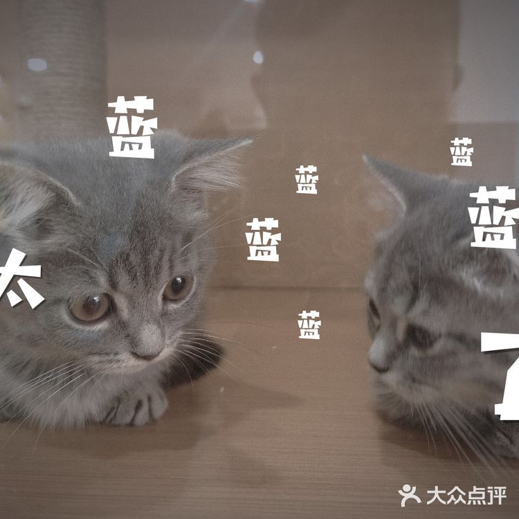 探店 ‖ 一起养宠物,一起快乐吧~