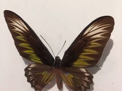 -吉林省自然博物馆