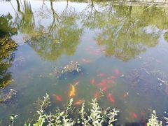 -西湖外事游船(花港观鱼码头)