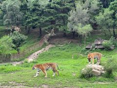 -沈阳森林动物园