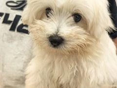 -翊宠yipet猫狗购宠庄园犬舍•猫舍