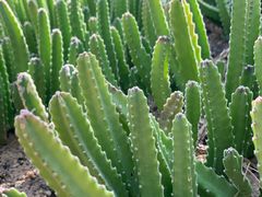 -华南国家植物园-售票处