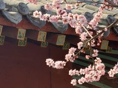 -桃花堤公园