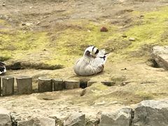 -盐城丹顶鹤湿地生态旅游区