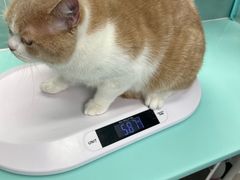 -猫宠乐园·专业洗护