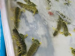 -拉威海鲜市场