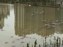 -花果园湿地公园