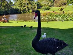 -墨尔本皇家植物园