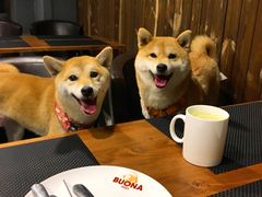 -百好乐宠物友好餐厅(朝外大街店)