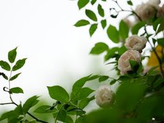 -重庆平顶山公园