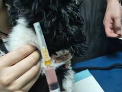 -严国平动物医院(德政总院)