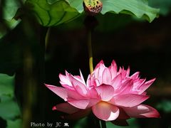 -东升八家郊野公园