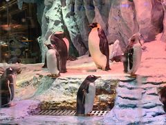 -帝企鹅自助餐厅•儿童岛•真企鹅(长隆企鹅酒店)