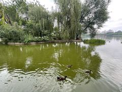 -莲花池公园