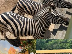 -阿露佳·舌尖上的安吉菜