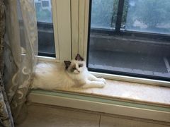 -猫十亿·布偶金渐层·曼基康矮脚猫舍(青年路店)