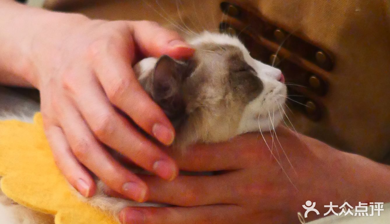 猫咖还能打桌游，这也太治愈了 