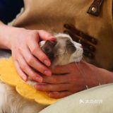猫咖还能打桌游，这也太治愈了 