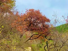 -北京西山国家森林公园