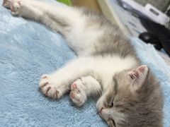 -格蕾宠物医院24H·猫科·肿瘤科·骨科中心(福州总院)