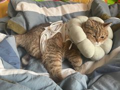 -中农国际动物医院24小时·猫科·骨科·急重症中心