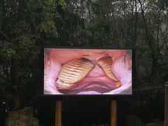 大象内牙-大象剧场