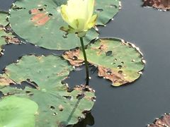 -五缘湾湿地公园