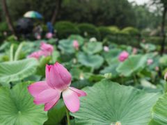 -莲花池公园
