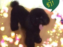 -A猫a狗全科·犬猫异宠·芥西宠物医院(南开总院)