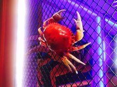 -谢蟹浓·肉蟹煲(新奥店)