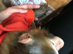 -盤古Spa泰式古法抓龙筋(鲁迅路店)