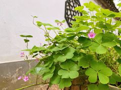 -上海佘山国家森林公园天马山园