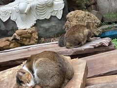 -谢怀亮芝麻茶