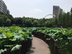 -陈家山荷花公园
