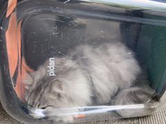 -瑞派康怡24h宠物医院·犬猫医疗中心·微创绝育(瑞景分院)