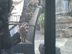 -喵屿·大理花园猫咖