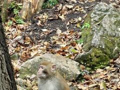 -黔灵山公园