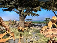 -国家自然博物馆