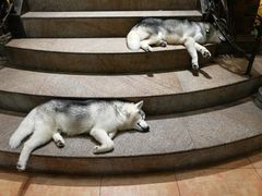 -more than meow吴止猫主题餐厅(承德 中船汇店)