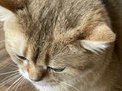 -蓝鲸·缅因猫舍