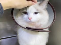-安安宠医宠物医院·异宠·犬猫内科(岳阳分院)