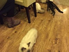 -猫色咖啡·猫咖